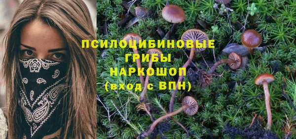 прущие грибы Алзамай